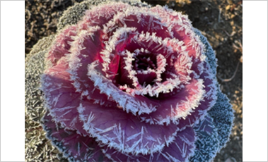 葉牡丹に霜がついている写真