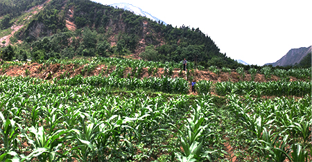 地震断層が安昌河の河岸段丘、平らなトウモロコシ畑と山を横切っている様子の写真。